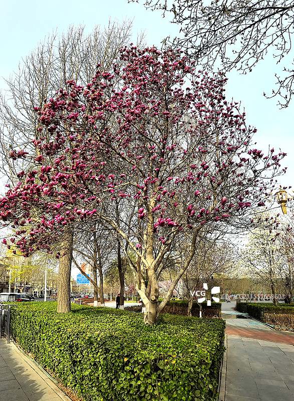 夭桃秾李斗新妆，烟柳垂丝拂画廊琼蕊凝脂满园春，娇莺啭脆和笙簧粼粼碧水涵云影，澹澹清风送野芳图片素材