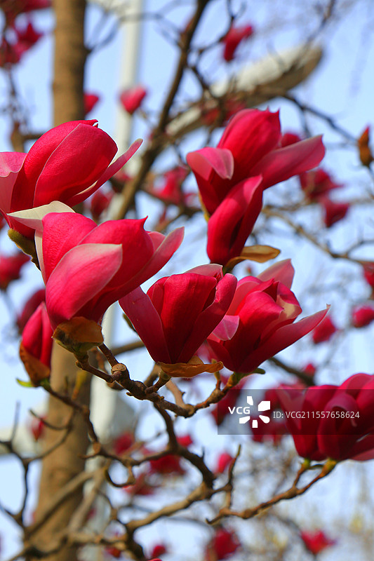 夭桃秾李斗新妆，烟柳垂丝拂画廊琼蕊凝脂满园春，娇莺啭脆和笙簧粼粼碧水涵云影，澹澹清风送野芳图片素材