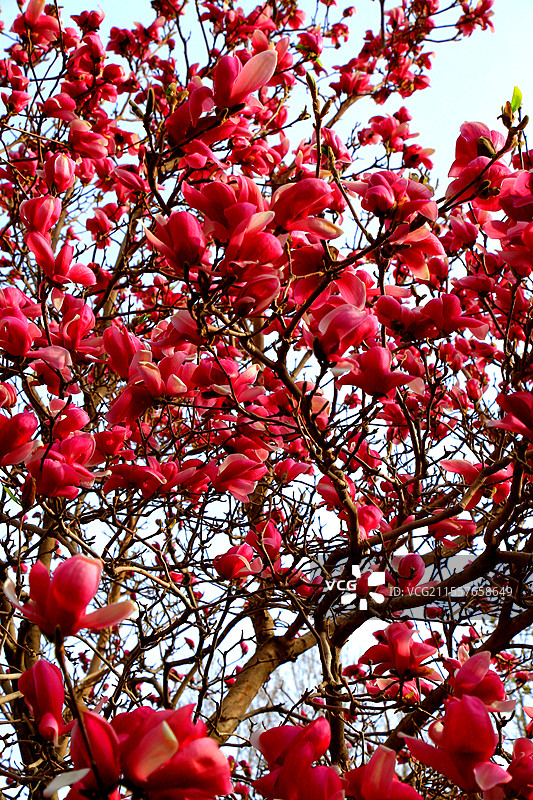 夭桃秾李斗新妆，烟柳垂丝拂画廊琼蕊凝脂满园春，娇莺啭脆和笙簧粼粼碧水涵云影，澹澹清风送野芳图片素材