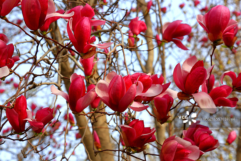 夭桃秾李斗新妆，烟柳垂丝拂画廊琼蕊凝脂满园春，娇莺啭脆和笙簧粼粼碧水涵云影，澹澹清风送野芳图片素材