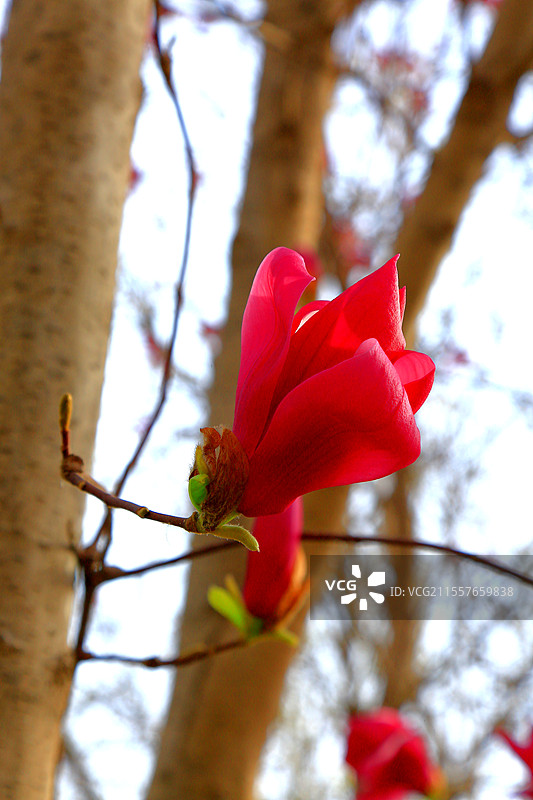 夭桃秾李斗新妆，烟柳垂丝拂画廊琼蕊凝脂满园春，娇莺啭脆和笙簧粼粼碧水涵云影，澹澹清风送野芳图片素材