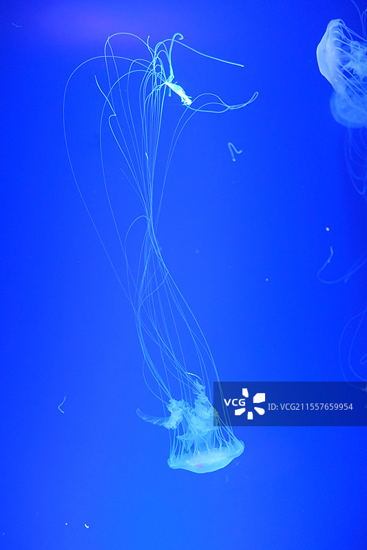 蓝色背景下的水母图片素材