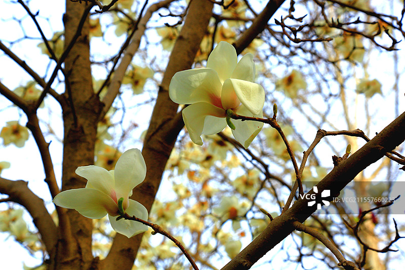 夭桃秾李斗新妆，烟柳垂丝拂画廊琼蕊凝脂满园春，娇莺啭脆和笙簧粼粼碧水涵云影，澹澹清风送野芳图片素材
