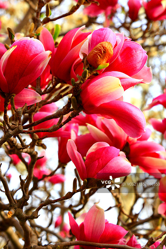 夭桃秾李斗新妆，烟柳垂丝拂画廊琼蕊凝脂满园春，娇莺啭脆和笙簧粼粼碧水涵云影，澹澹清风送野芳图片素材