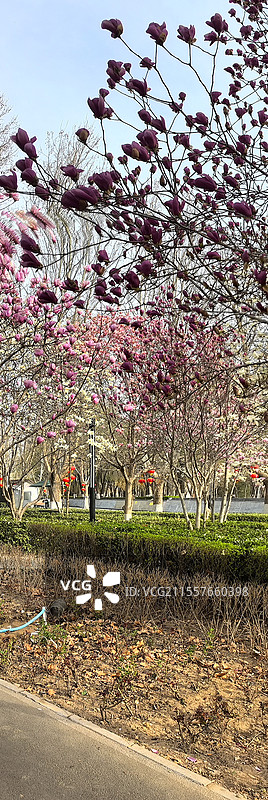 夭桃秾李斗新妆，烟柳垂丝拂画廊琼蕊凝脂满园春，娇莺啭脆和笙簧粼粼碧水涵云影，澹澹清风送野芳图片素材