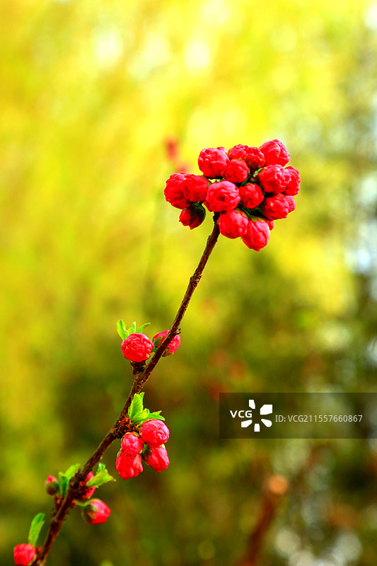 夭桃秾李斗新妆，烟柳垂丝拂画廊琼蕊凝脂满园春，娇莺啭脆和笙簧粼粼碧水涵云影，澹澹清风送野芳图片素材