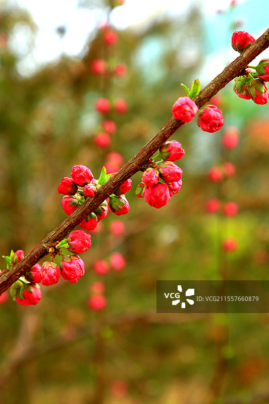 夭桃秾李斗新妆，烟柳垂丝拂画廊琼蕊凝脂满园春，娇莺啭脆和笙簧粼粼碧水涵云影，澹澹清风送野芳图片素材