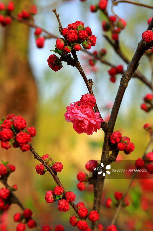 夭桃秾李斗新妆，烟柳垂丝拂画廊琼蕊凝脂满园春，娇莺啭脆和笙簧粼粼碧水涵云影，澹澹清风送野芳图片素材