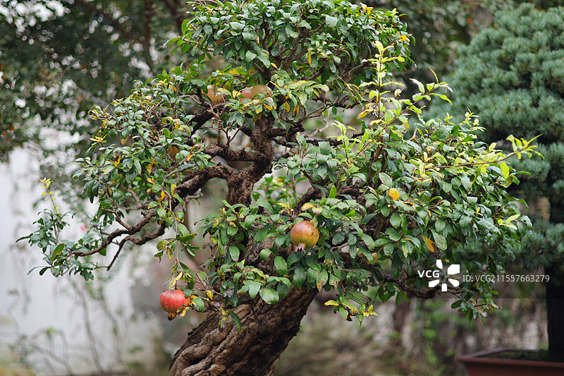 苏州园林中的石榴树图片素材