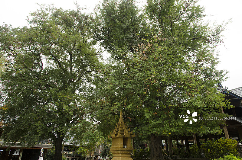 云南西双版纳州勐景来风景区风光图片素材