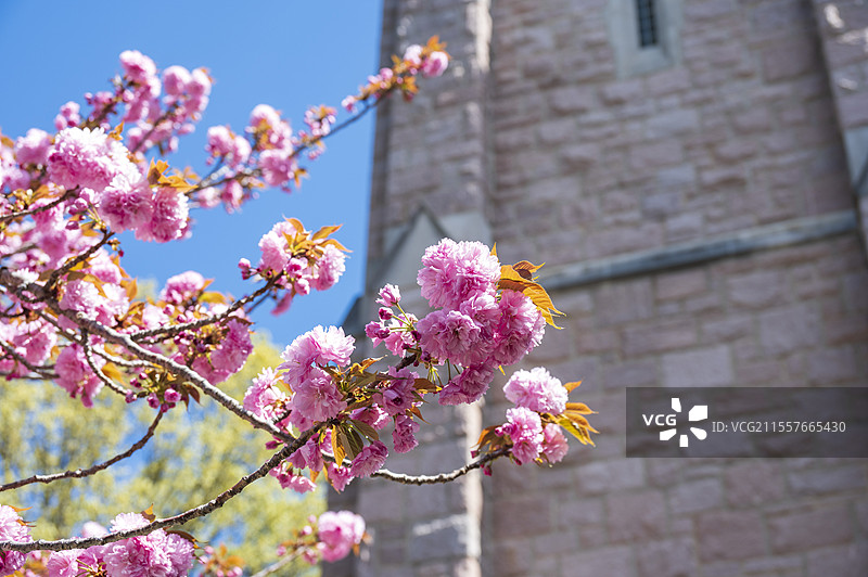 美国杜克大学春天的校园和花园图片素材