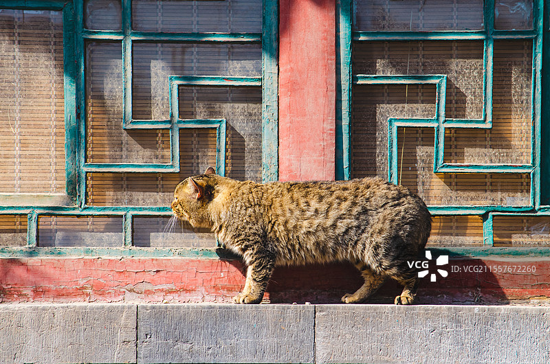 中国古代明朝风格传统建筑拍摄主题，窗户窗台上行走第的一只狸花猫野猫，户外白昼无人图像摄影图片素材