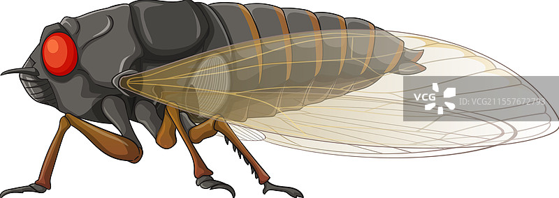 一只带翅膀的蝉的真实描绘图片素材