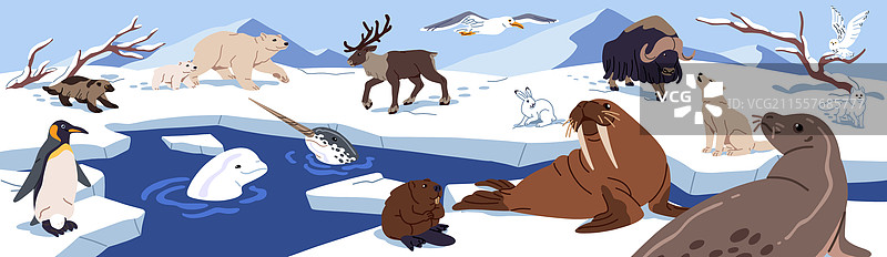 北极动物的冰雪景观图片素材