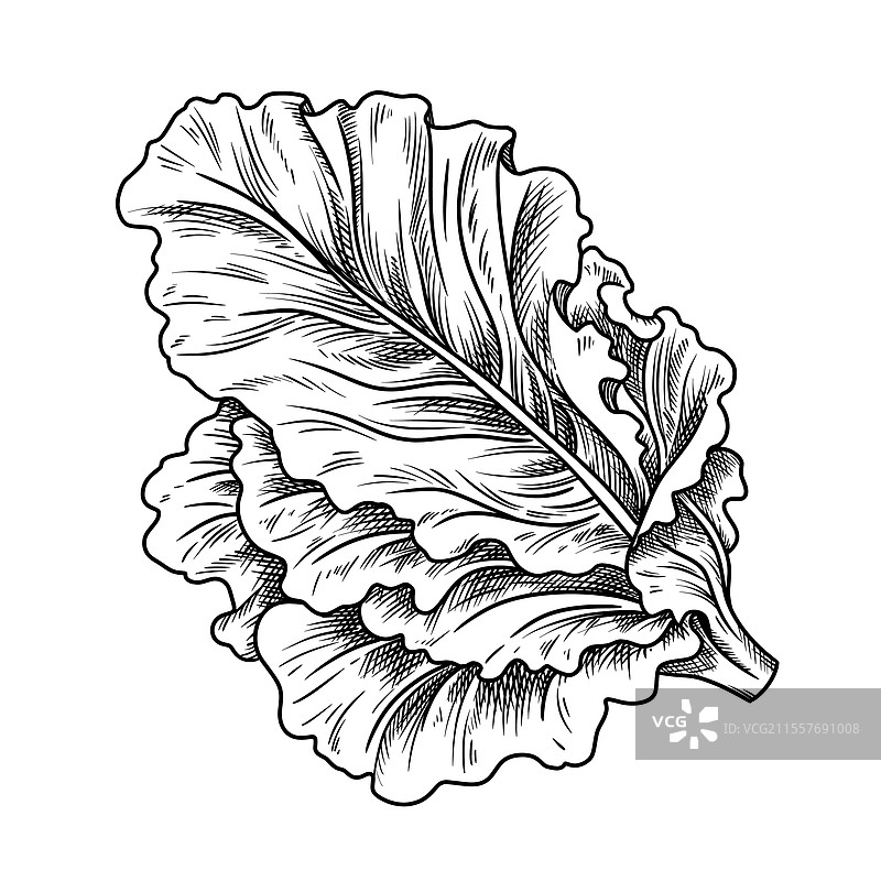 新鲜生菜食品图像图片素材