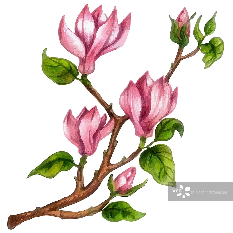 盛开的玉兰花枝图片素材