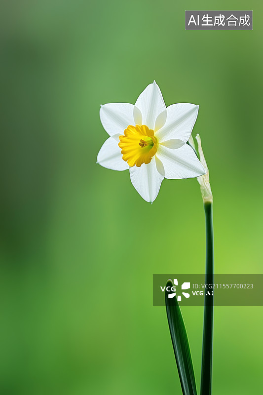 【AI数字艺术】绿色背景上一朵洁白水仙花的静物特写图片素材