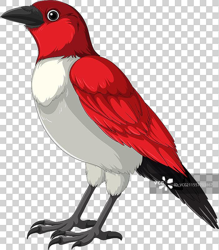 红白相间的色彩斑斓鸟类图片素材