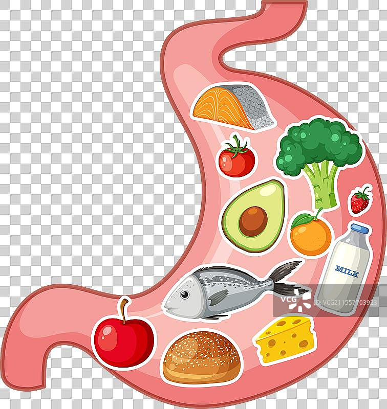 胃中的营养食品图片素材