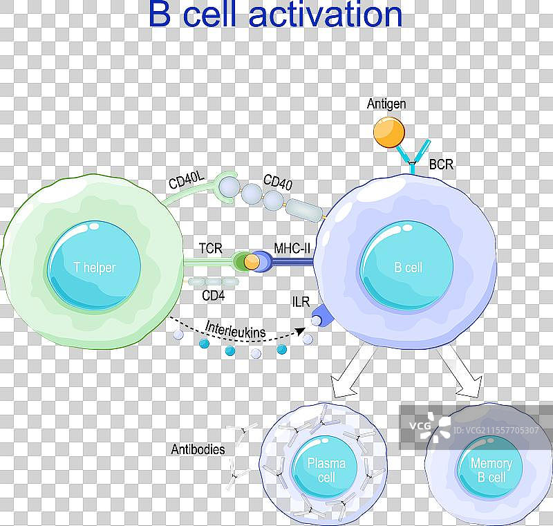 B细胞激活抗原呈递图片素材