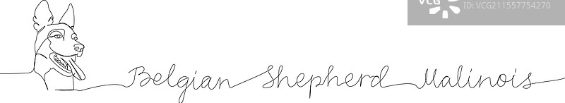 比利时马里努阿犬牧羊犬品种图片素材