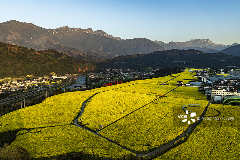 四川荥经现代农业园区油菜花开金色田野图片素材