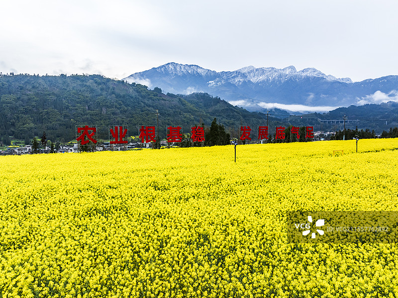 四川荥经现代农业园区油菜花开金色田野图片素材