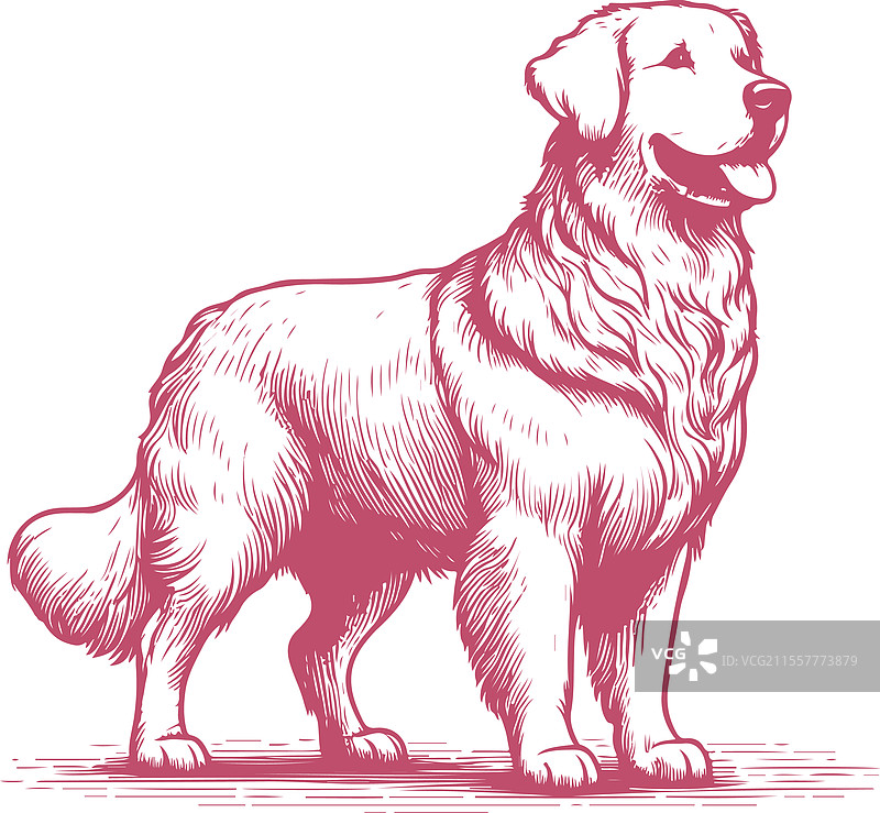 复古风格的金毛寻回犬素描图片素材