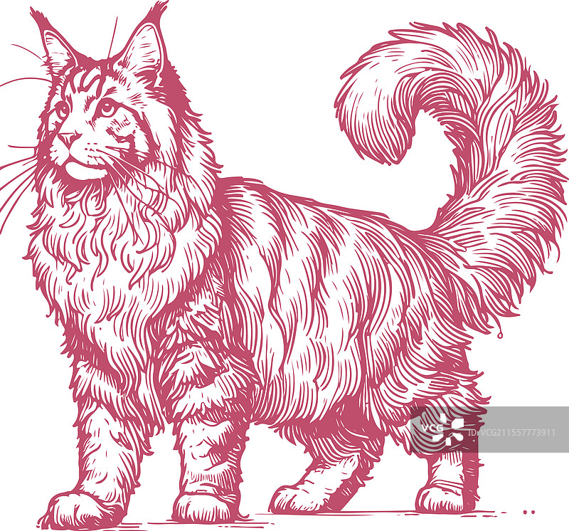 优雅的缅因猫红色线条素描图片素材