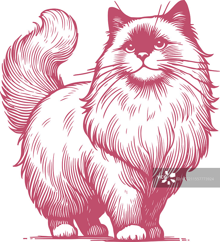 详细的线条艺术描绘一只雄伟的布偶猫图片素材