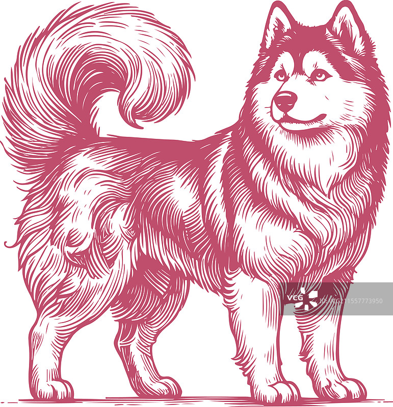 站立的西伯利亚哈士奇犬的详细轮廓图片素材