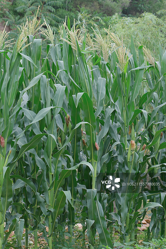 玉米地特写图片素材