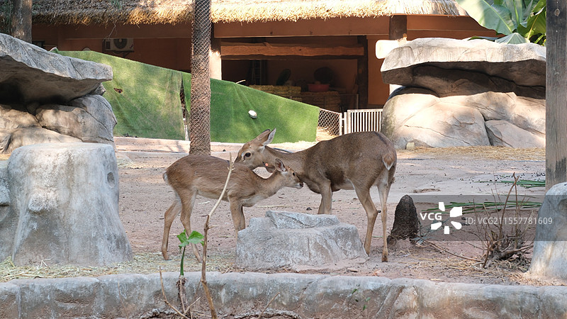 广州动物园的海南坡鹿图片素材