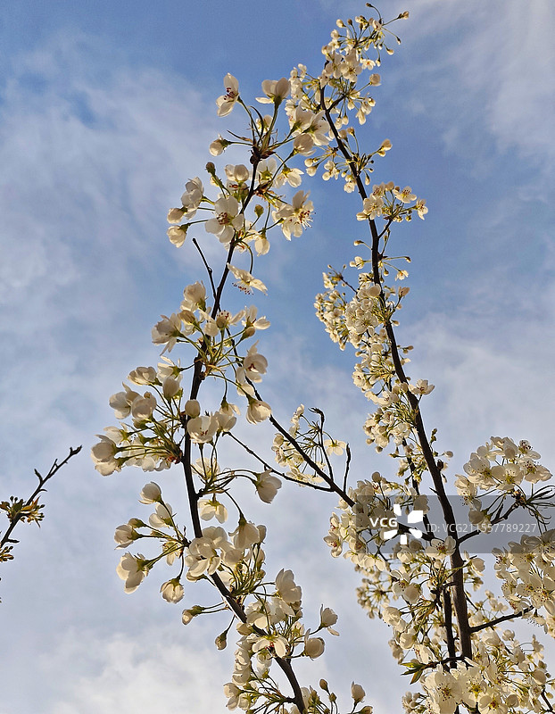 春天梨花开了图片素材