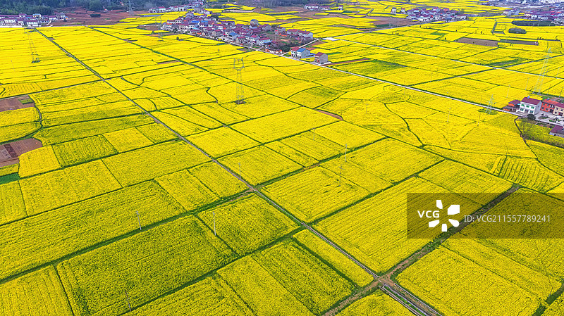 湖北宜昌万亩油菜花海图片素材