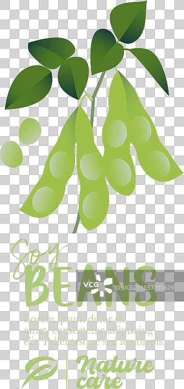 大豆标志与文字图片素材