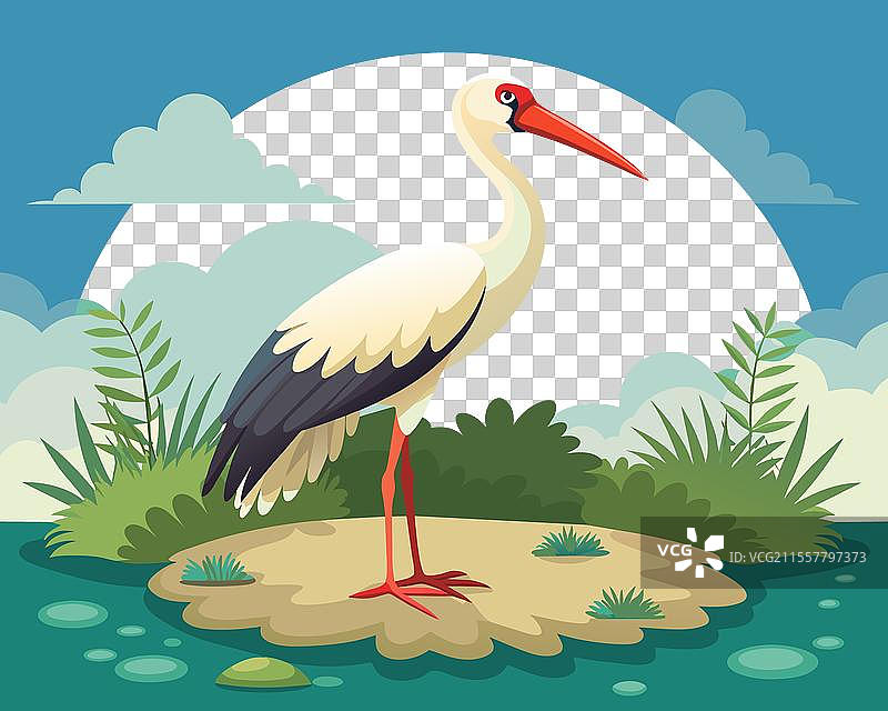 白鹳在其自然栖息地中迁徙图片素材