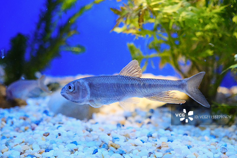 海洋馆里的马口鱼图片素材