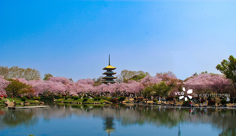 东湖樱花图片素材
