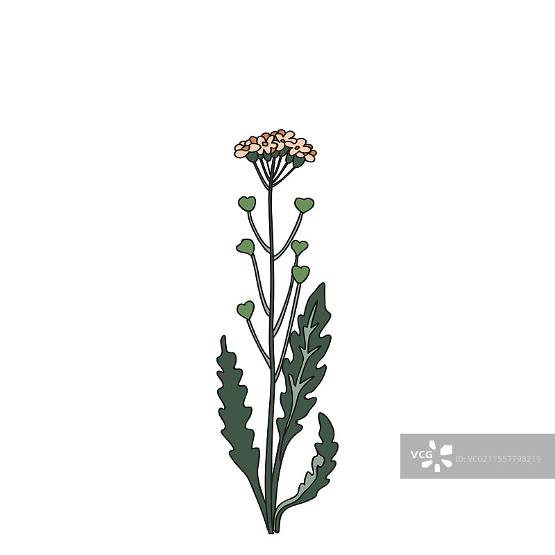 色彩斑斓的野花孤立在白色背景上图片素材