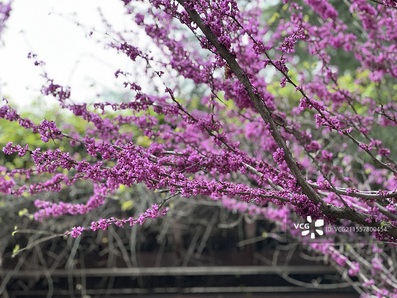 紫荆（西北大学长安校区内）图片素材