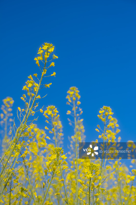 福州闽侯韦科综合农场油菜花田图片素材