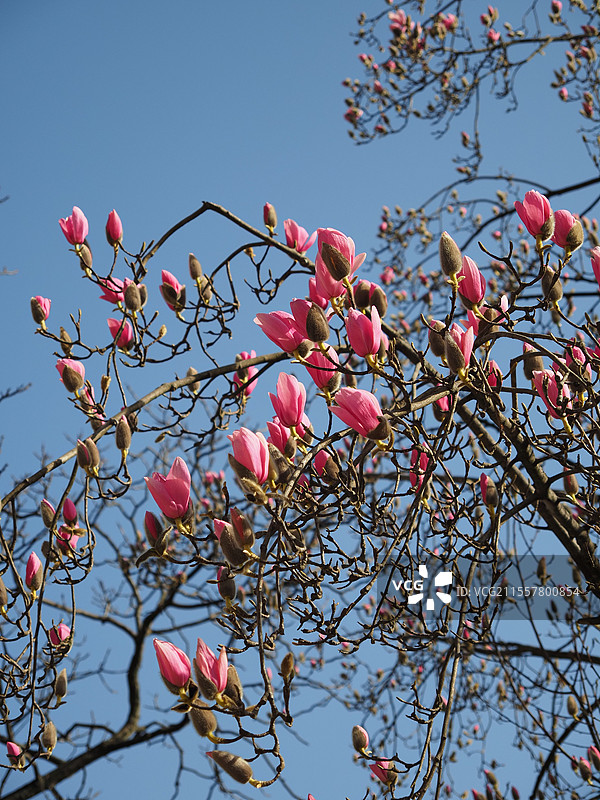九皇山辛夷花图片素材