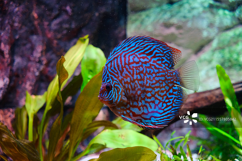 七彩神仙鱼图片素材