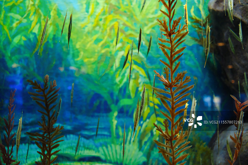 条纹虾鱼刀片鱼图片素材