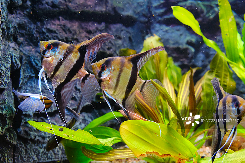 热带鱼皇后神仙鱼图片素材