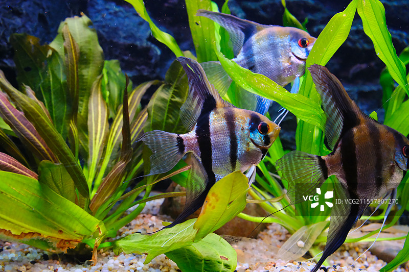 热带鱼皇后神仙鱼图片素材