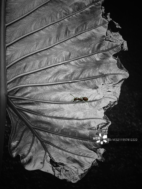 叶片的肌理图片素材