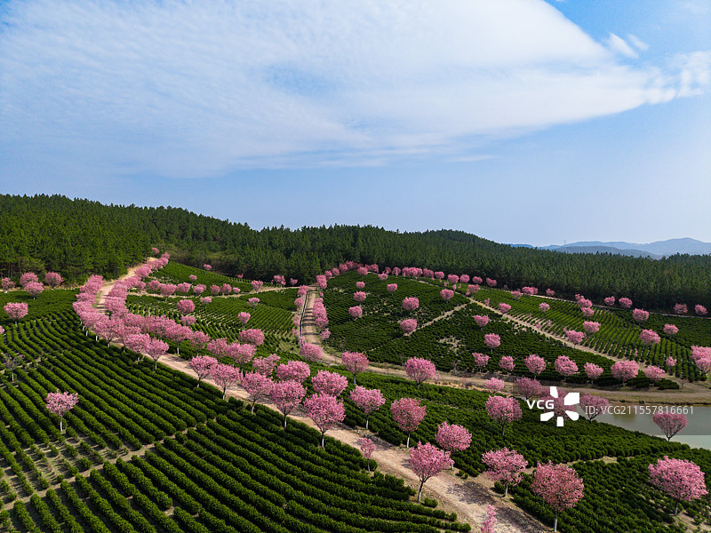 常州溧阳山丘上的樱花与茶园图片素材