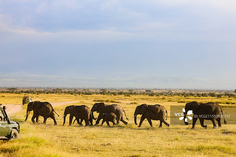 肯尼亚安博塞利国家公园象群图片素材